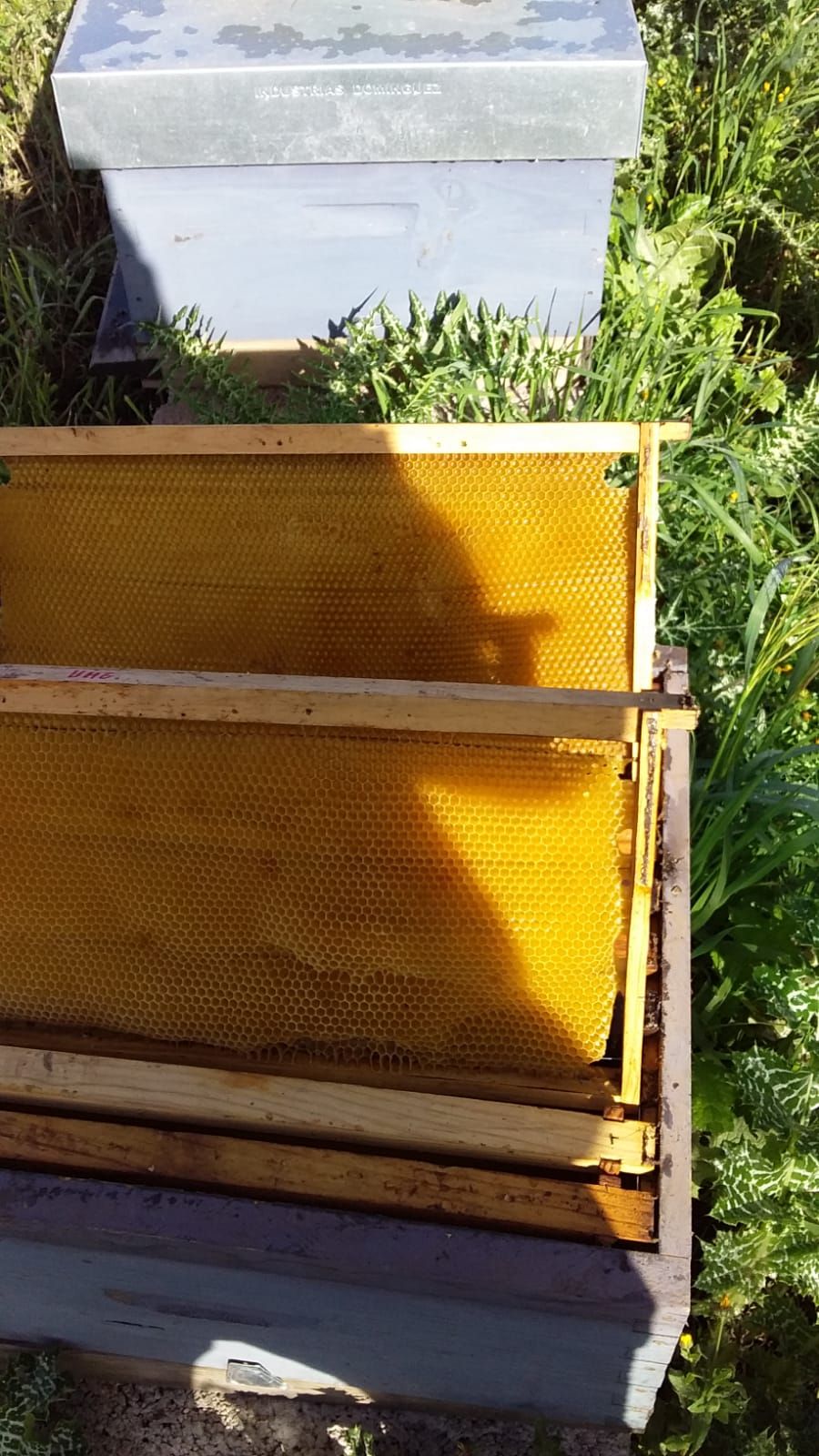 Miles de abejas envenenadas en Gáldar