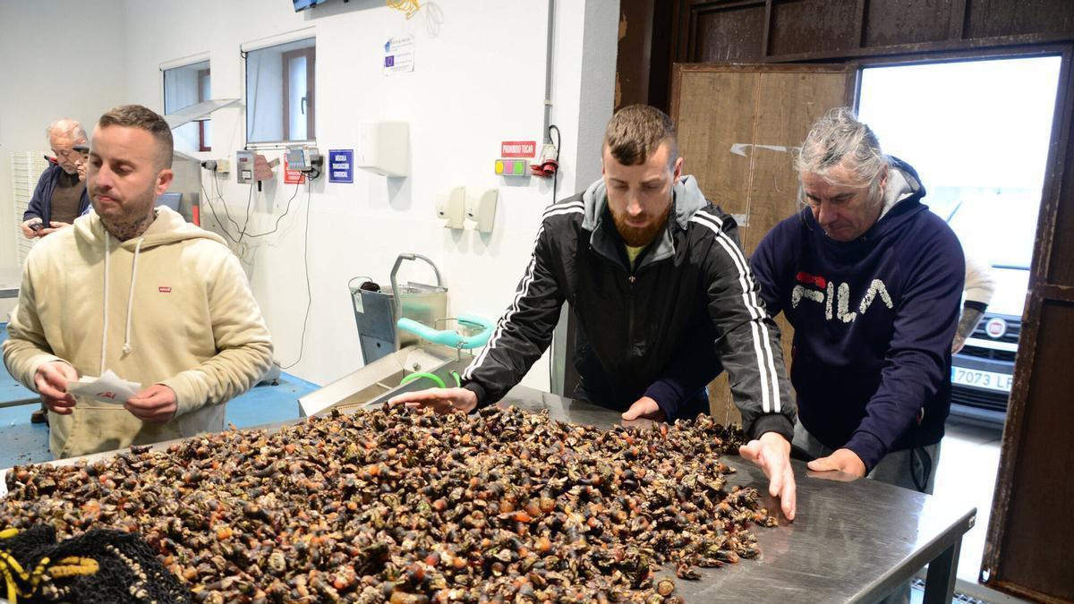 Percebeiros de Cangas en una subasta del crustáceo en la lonja.