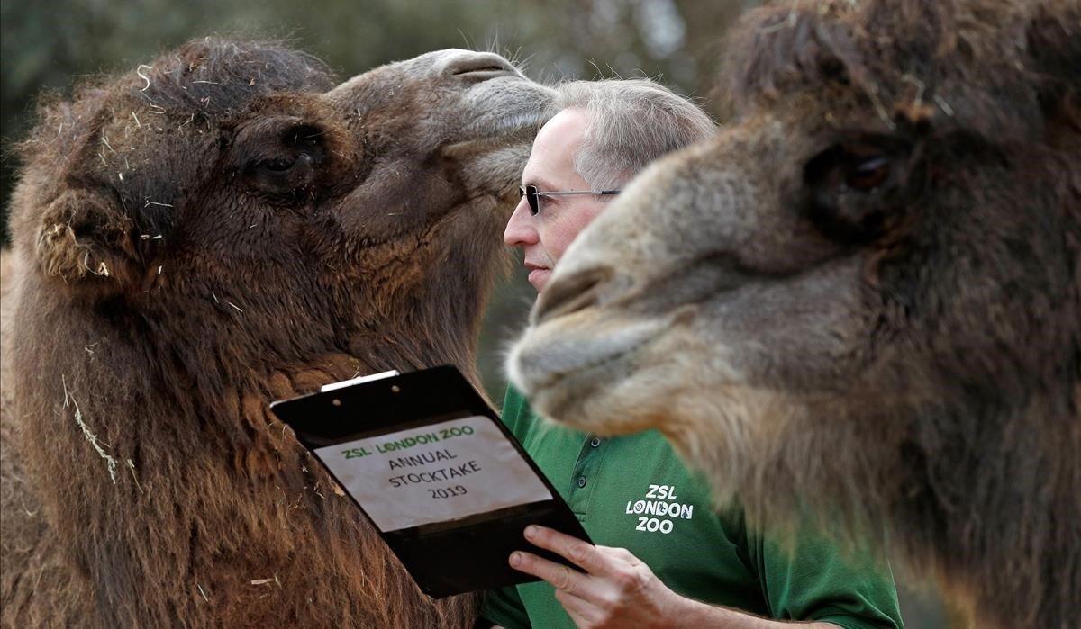 El guardián del zoológico Micky Tiley posa con los camellos bactrianos, Genghis y Noemi, durante una sesión de fotos para el recuento anual obligatorio en el ZSL London Zoo en el centro de Londres.