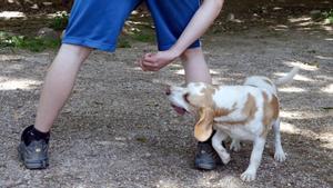 Uno de los chicos que realiza el curso de reinserción adiestrando perros en Girona