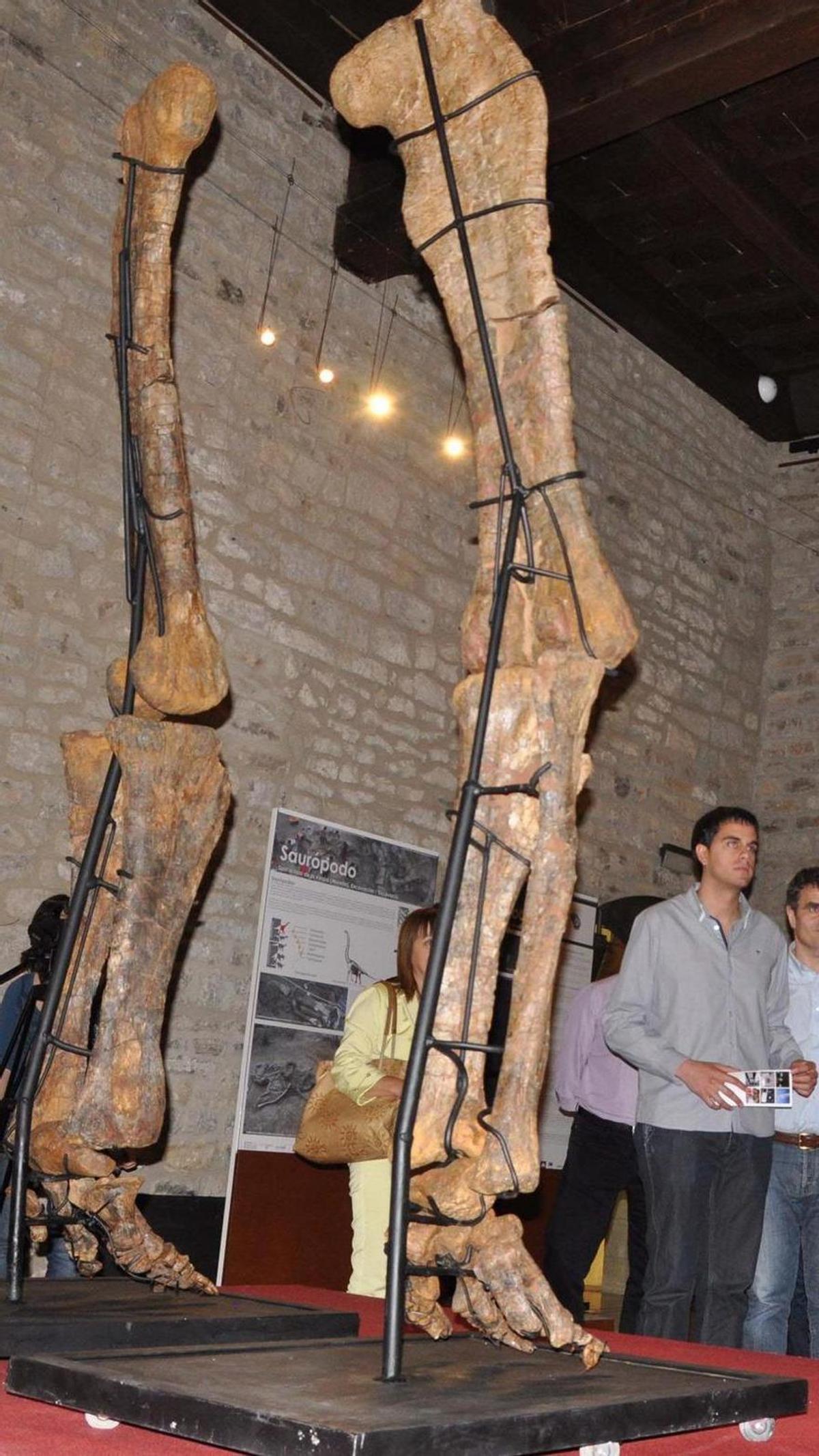 Las patas de dinosaurio del nuevo saurópodo ya se han expuesto al público.
