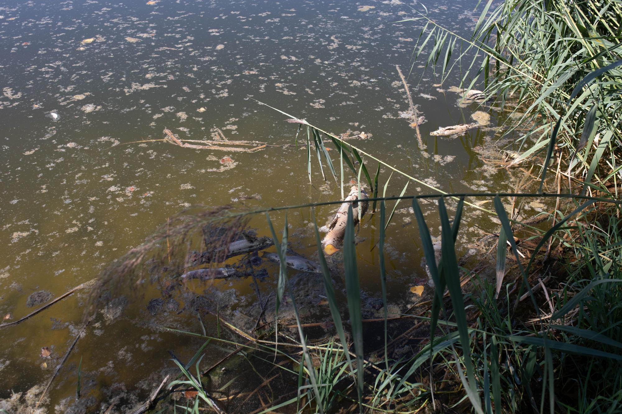 Peces muertos en el río Duero en Villaralbo
