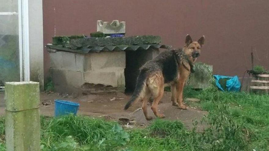 El perro atado en la vivienda en Cangas que denunció Libera.// Cedida Libera