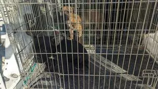 Giro en el caso de la muerte de Josefa, de 96 años, en Alguazas: no la mataron los perros de su vecino