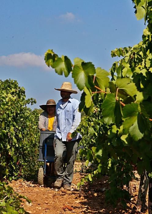 Weinlese auf Mallorca