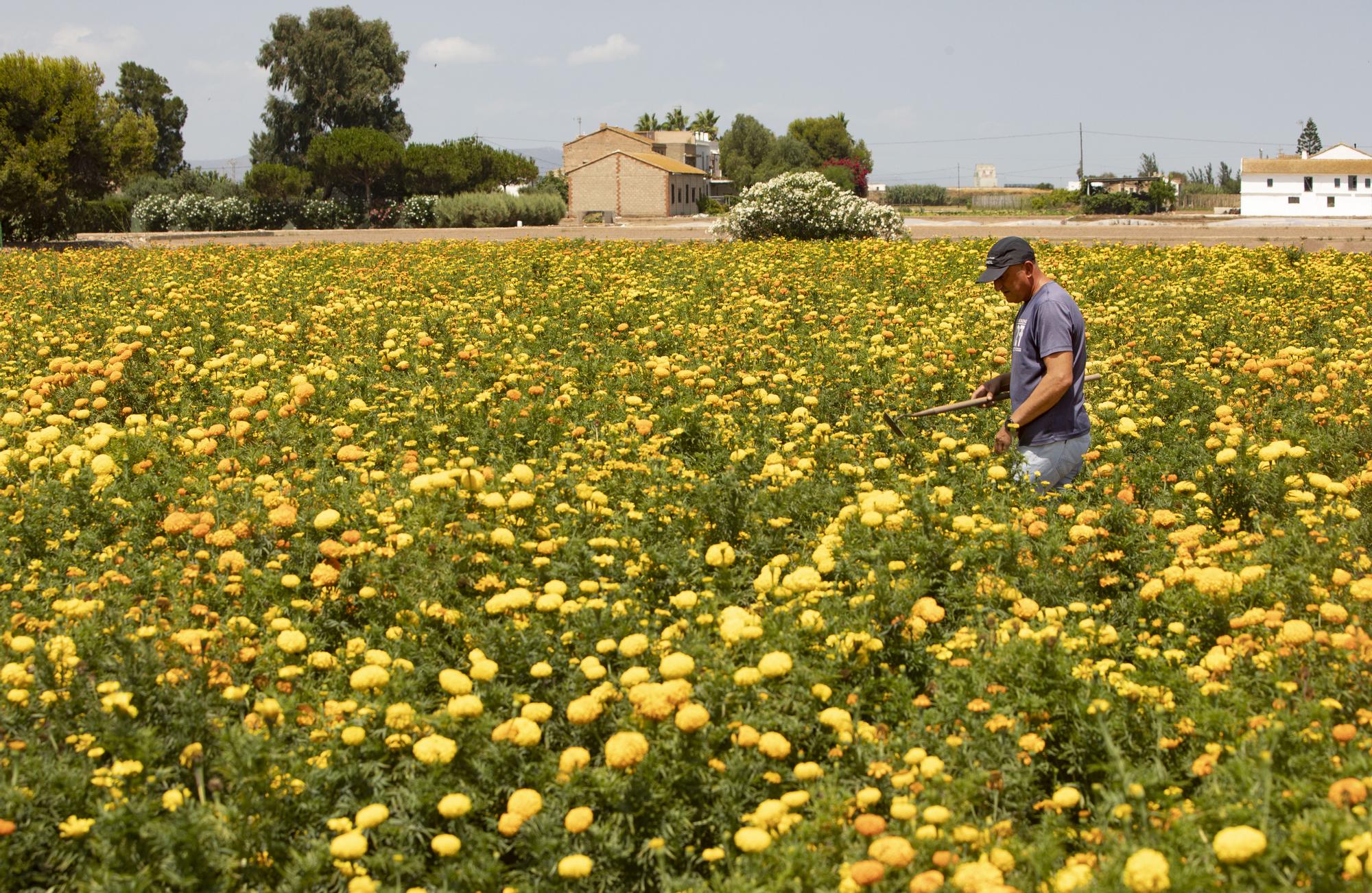 El clavellón de la Batalla de Flores 2022 ya está preparado