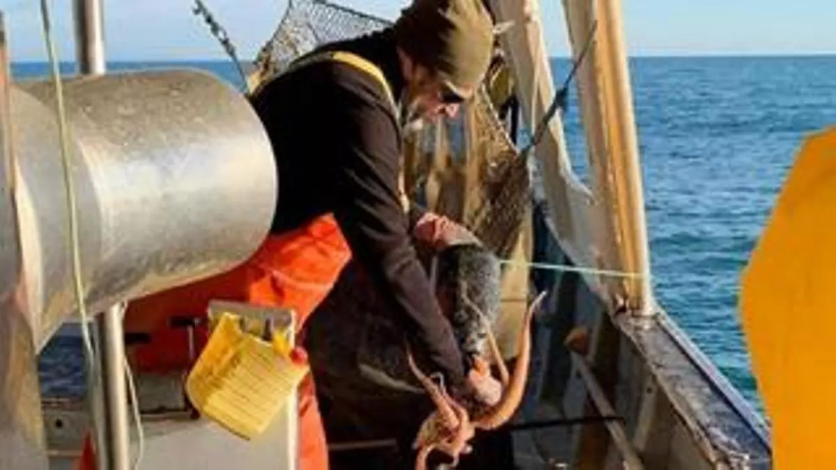 La 'frontera' para pescar pulpos pone en pie de guerra a los pescadores de Castellón con Cataluña