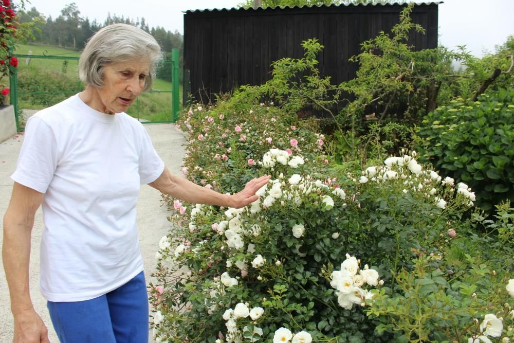 Las rosas se adelantan al Corpus en Castropol