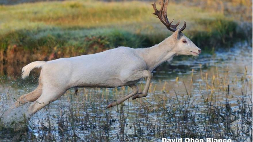 La daina blanca dels Aiguamolls es deixa tornar a fotografiar