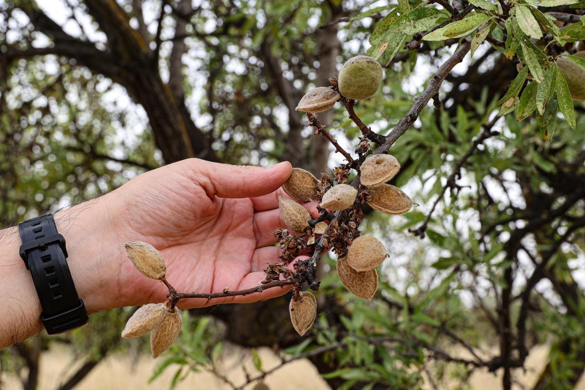 ALCOY. ALICANTE. AGRICULTURA. ALMENDROS AFECTADOS POR EL CALOR