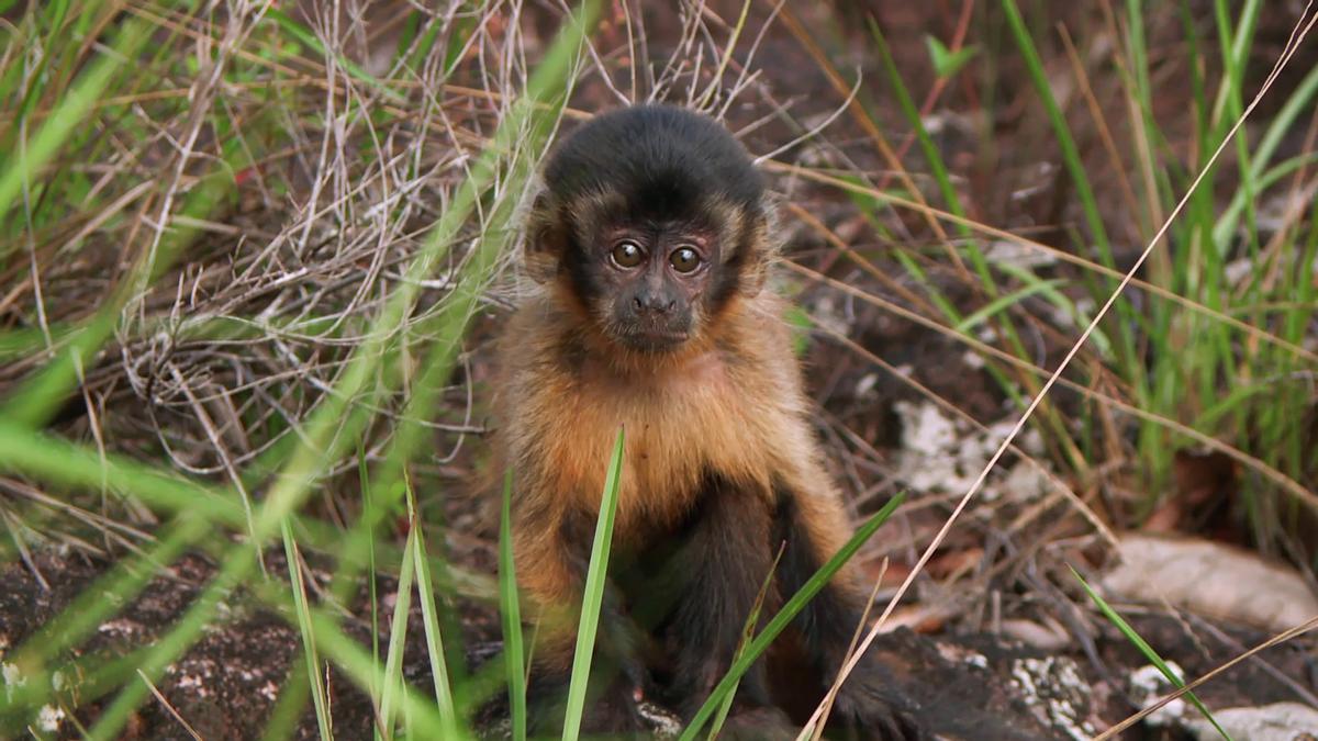 Mono capuchino joven (Sapajus apella) en Colombia.