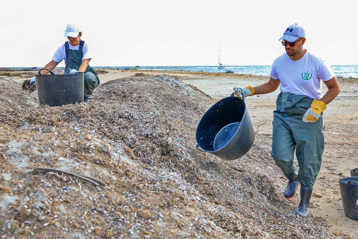 Técnicos de la firma Mediterranean Algae retiran posidonia de una de las playas de la provincia de Alicante