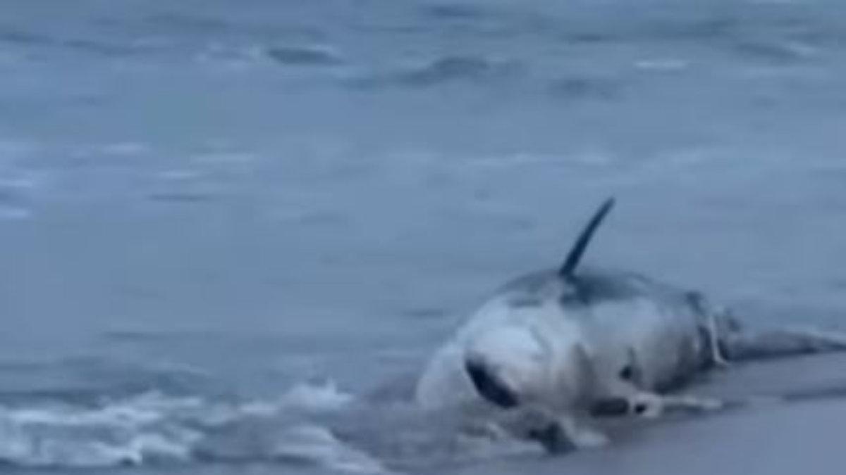 El hallazgo de un tiburón muerto en la playa de El Campello se viraliza… y llega hasta México