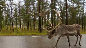 Els rens del nord es queden sense llocs on pasturar