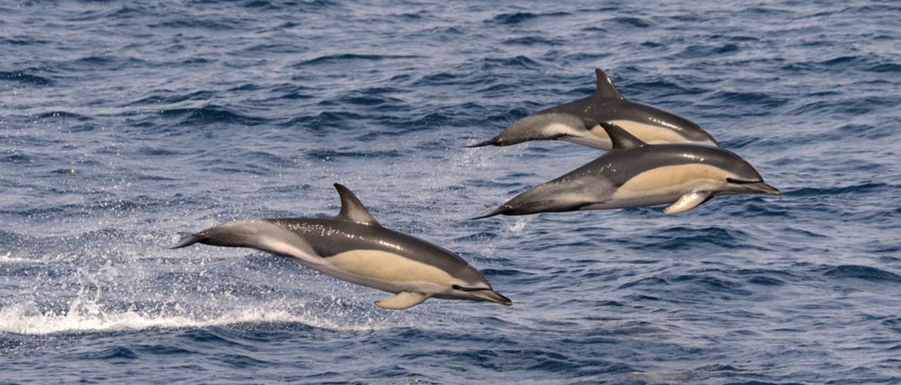 Tres delfines comunes en la plataforma continental gallega.