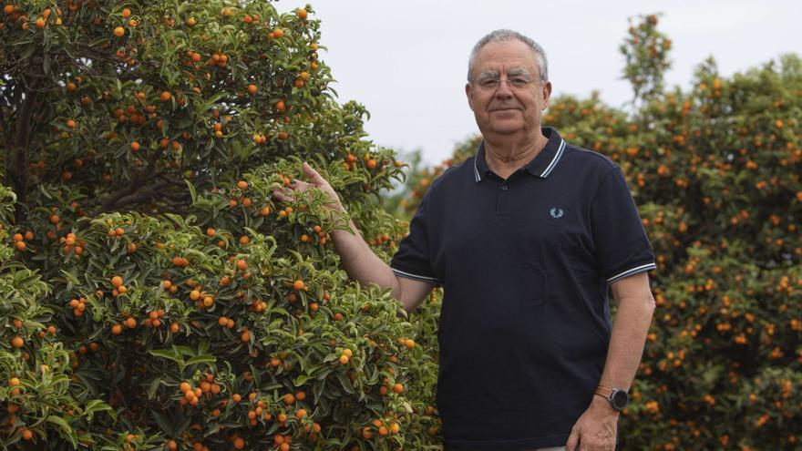 Manuel Talón, coordinador del Centro de Genómica del IVIA, junto a un árbol de kumquats (originario del sur de la China), en el banco de germoplasma | D. Tortajada