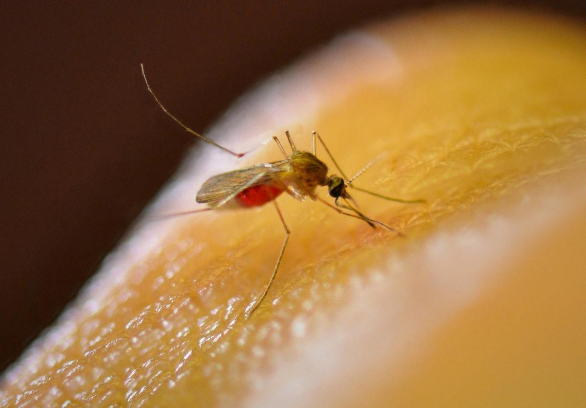 Los mosquitos del género Culex son los que más transmiten el virus del Nilo