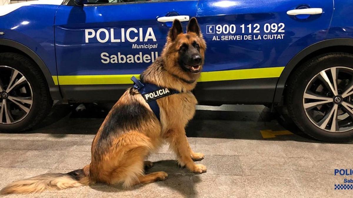 danko perro policia