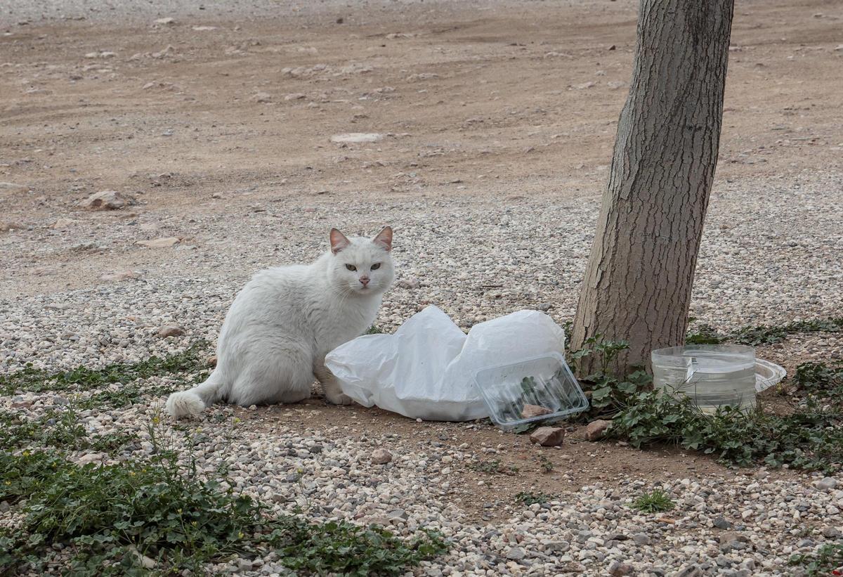 Un felino come en uno de los puntos de alimentación para gatos distribuidos a lo largo del barrio