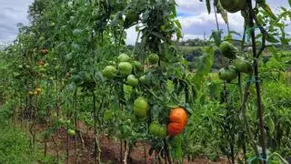 “Para tener buena cosecha hay que trabajar a diario”: El esfuerzo de la huerta asturiana para salvar el verano