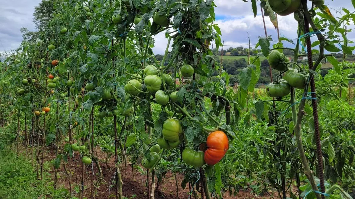 Buen tomate, pero adelantado, como los arándanos y las uvas; lechugas espigadas y mucho pimiento: así afronta el verano la huerta asturiana