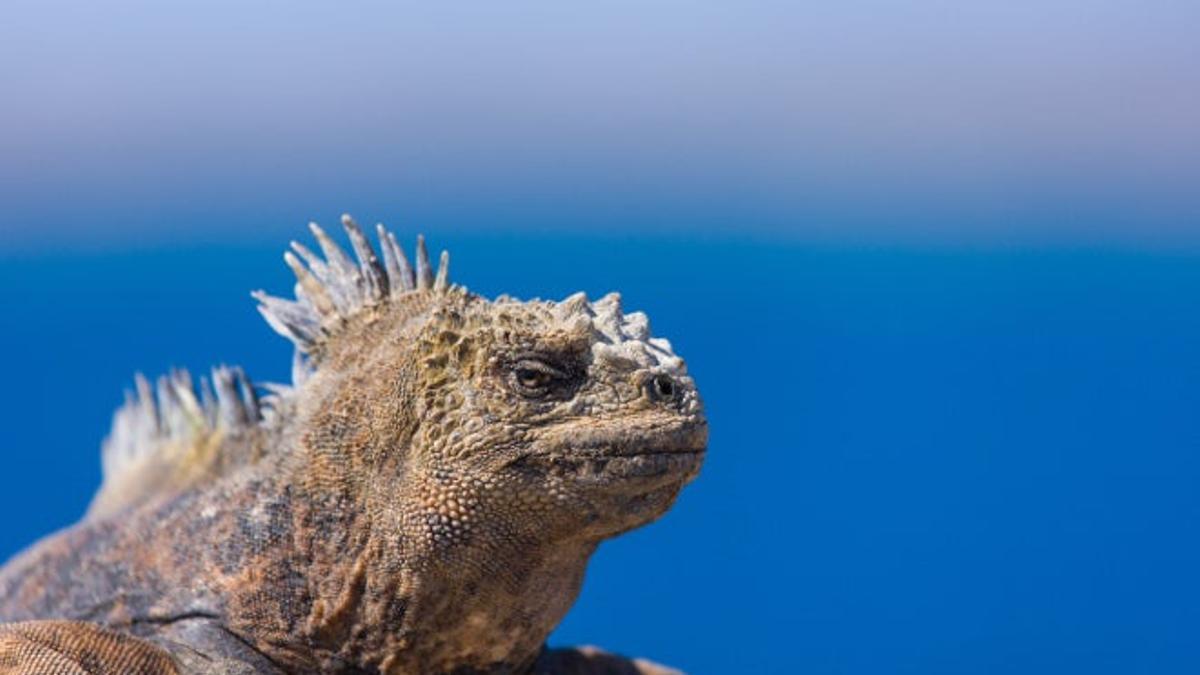 Las iguanas marinas de Galápagos