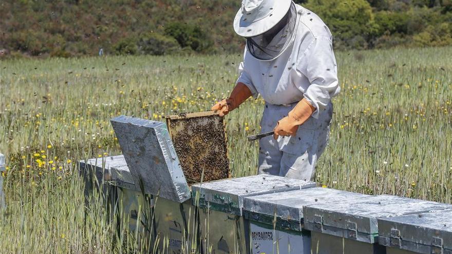 La salud del planeta, en unas alas de abeja