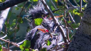 El bernat pescaire cria per primer cop al parc del Besòs