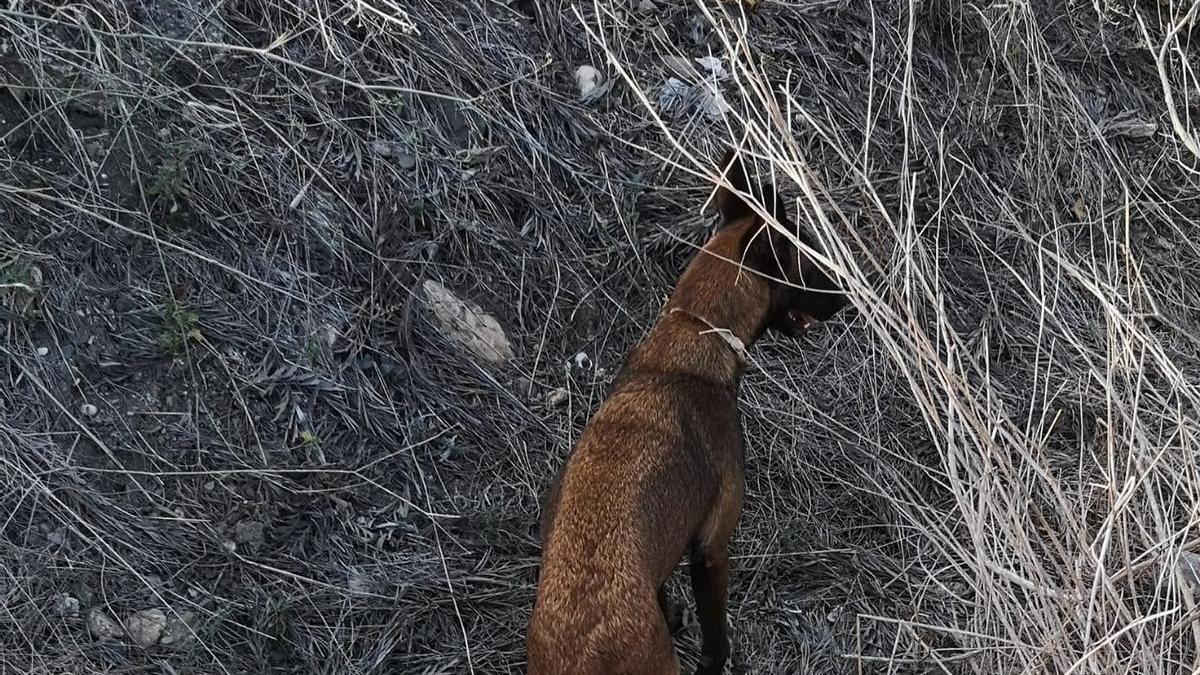 Uno de los perros que participan en el operativo de búsqueda.