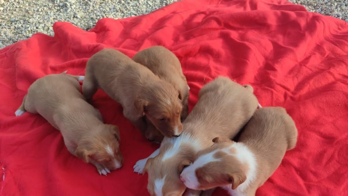 Así fue el rescate de una podenca y sus cachorros en una madriguera de conejos de l'Olleria