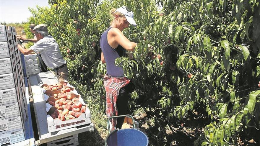 Crece la escasez de mano de obra rural al coincidir varias cosechas