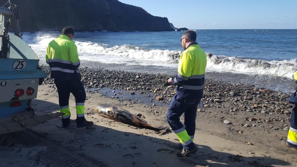 Localizan los restos de un delfín muerto