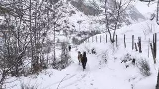 El Suroccidente se tiñe de blanco: preciosas imágenes en Valle de Lago y Leitariegos