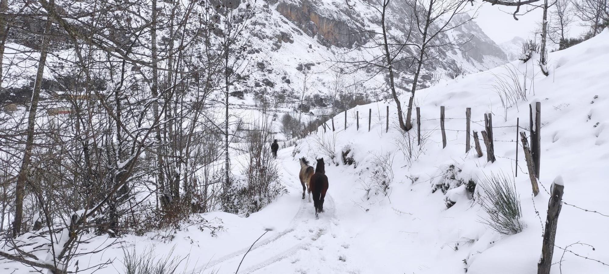 Nevada en Valle de Lago, en Somiedo.