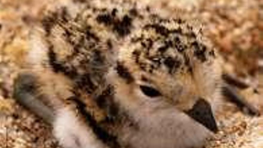 El amenazado chorlitejo patinegro regresa a las playas de O Salnés para reproducirse