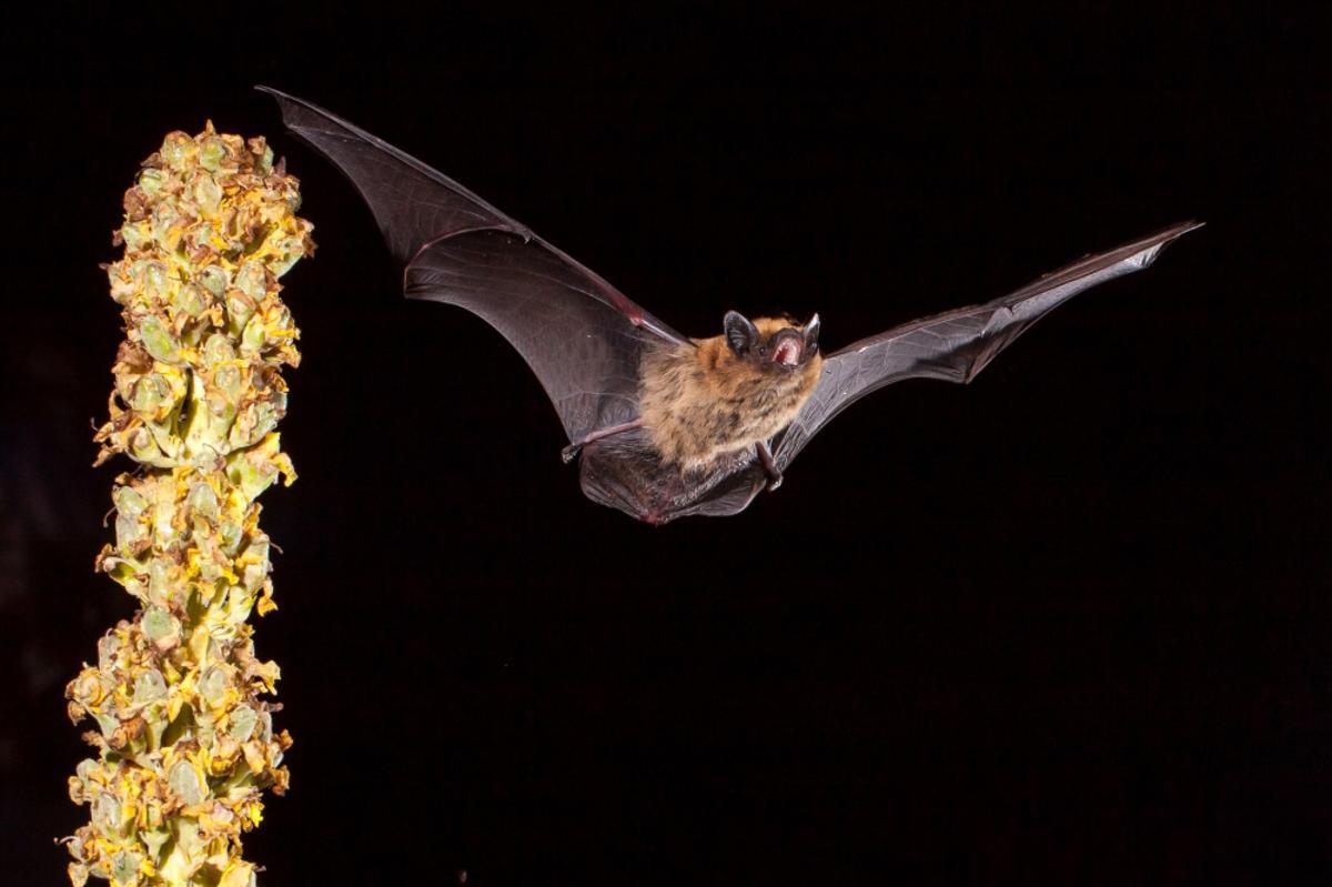 Un individuo de pipistrela enana (Pipistrellus pipistrellus).