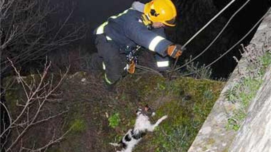 Los bomberos rescatan un perro