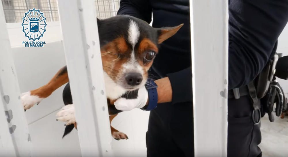 Perros intervenidos por el GRUPONA de la Policía Local de Málaga.