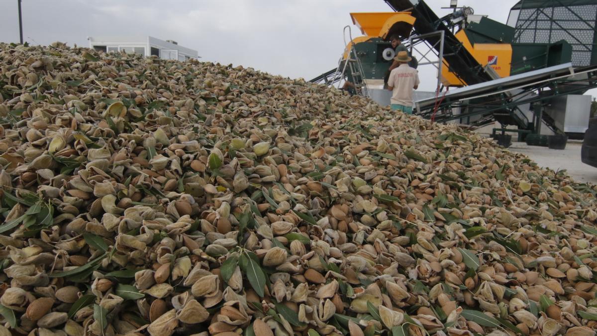 Recolección de la almendra en Córdoba.