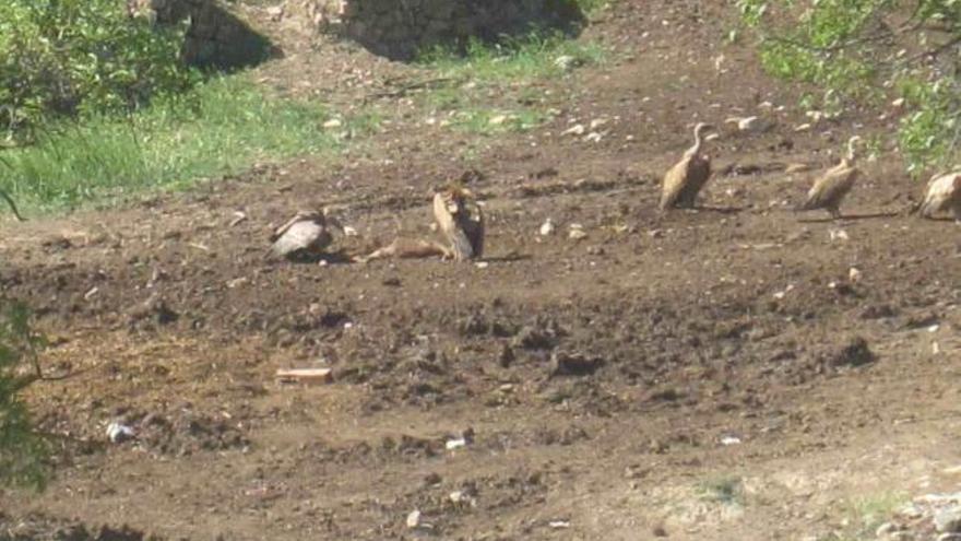 Más de 200 buitres atacan una manada de toros en Sorita