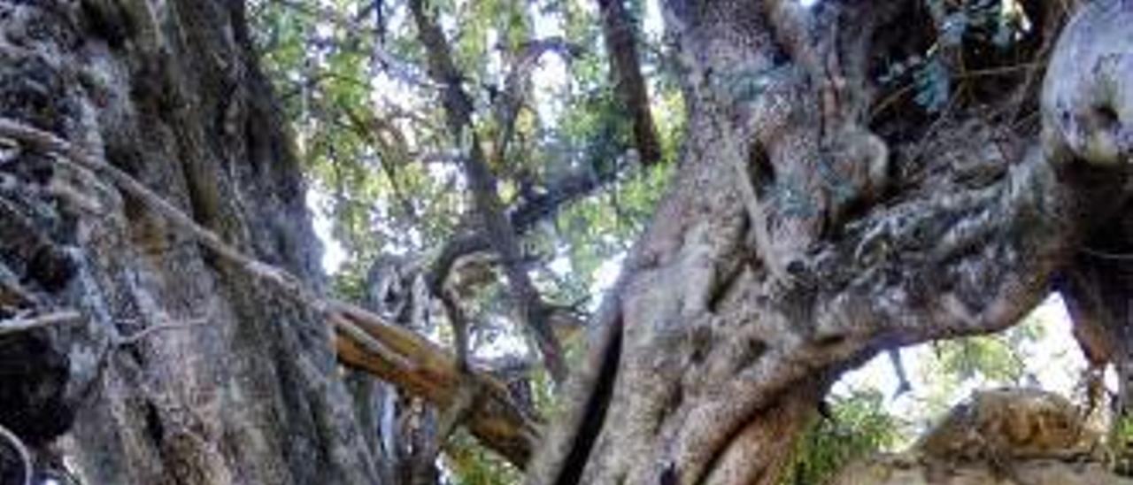 Sobre estas líneas, el cuidador de la finca posa junto al algarrobo. En la imagen de al lado, los diversos brazos que conforman el tronco del algarrobo.