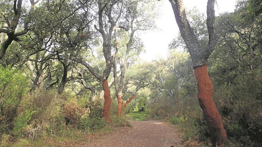 El Parc Natural de la Serra d’Espadà mostra l’herència cultural del suro