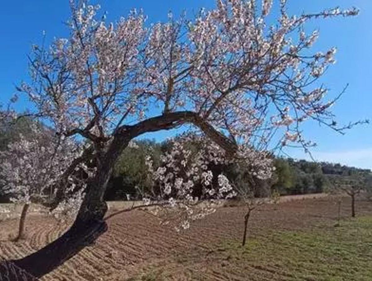 Entre dimarts i dimecres, comença la primavera.