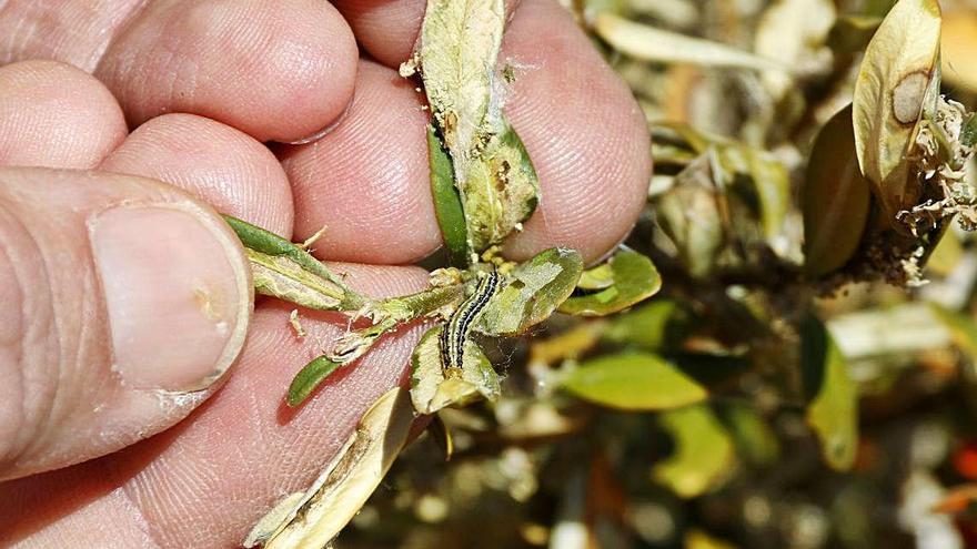 Pla detall d&#039;una eruga del boix utilitzant fulles per tapar-se del fred