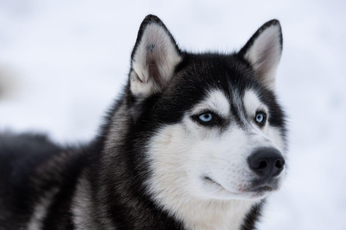Un husky.