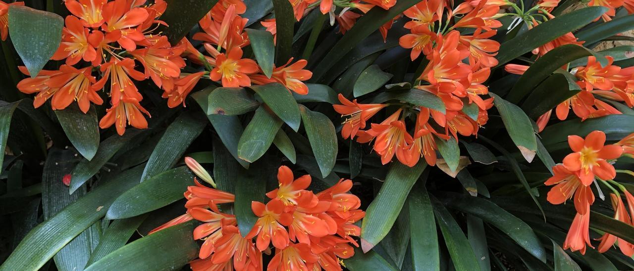 Die Blüten der Klivienpflanzen bilden Dolden. Sie setzen sich aus bis zu 20 orangefarbenen Trichterblüten mit gelben Blütenböden zusammen. Diese Pflanze wurzelt im Beet vor einer Mauer.