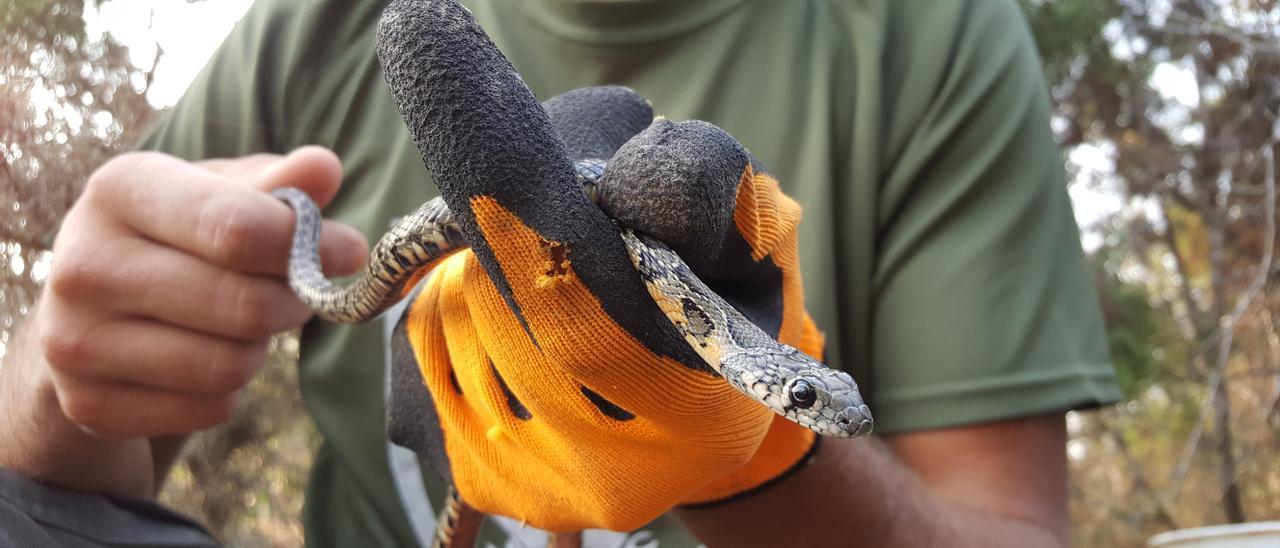 Una culebra de herradura capturada en Santa Gertrudis.