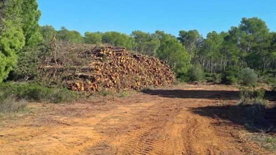 Dues imatges, una dels treballs d&#039;aprofitament amb arbres talats i una altra dels treballs de gestió forestal, d&#039;aclarida de plançoneda.