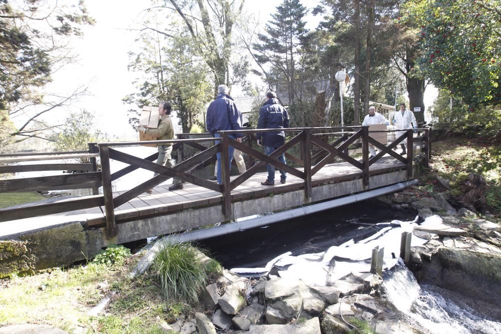 Vertido de chapapote en el río Lagares de Vigo