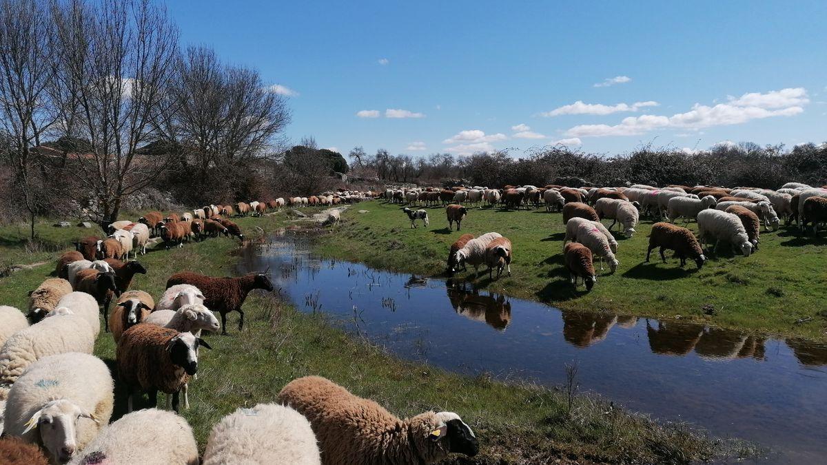 Mañana de pastoreo en Argañín, en la comarca de Sayago.